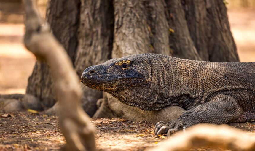 Complete Guide to Visiting Komodo National Park in 2026