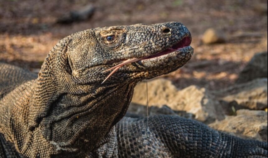 Best Time to Visit Labuan Bajo & Komodo National Park: A Complete Seasonal Guide for 2026