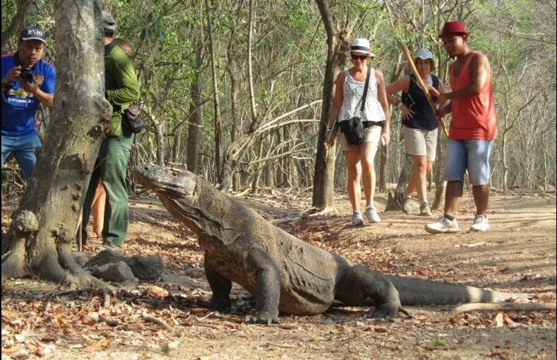 Essential Safety Tips for Traveling to Komodo National Park